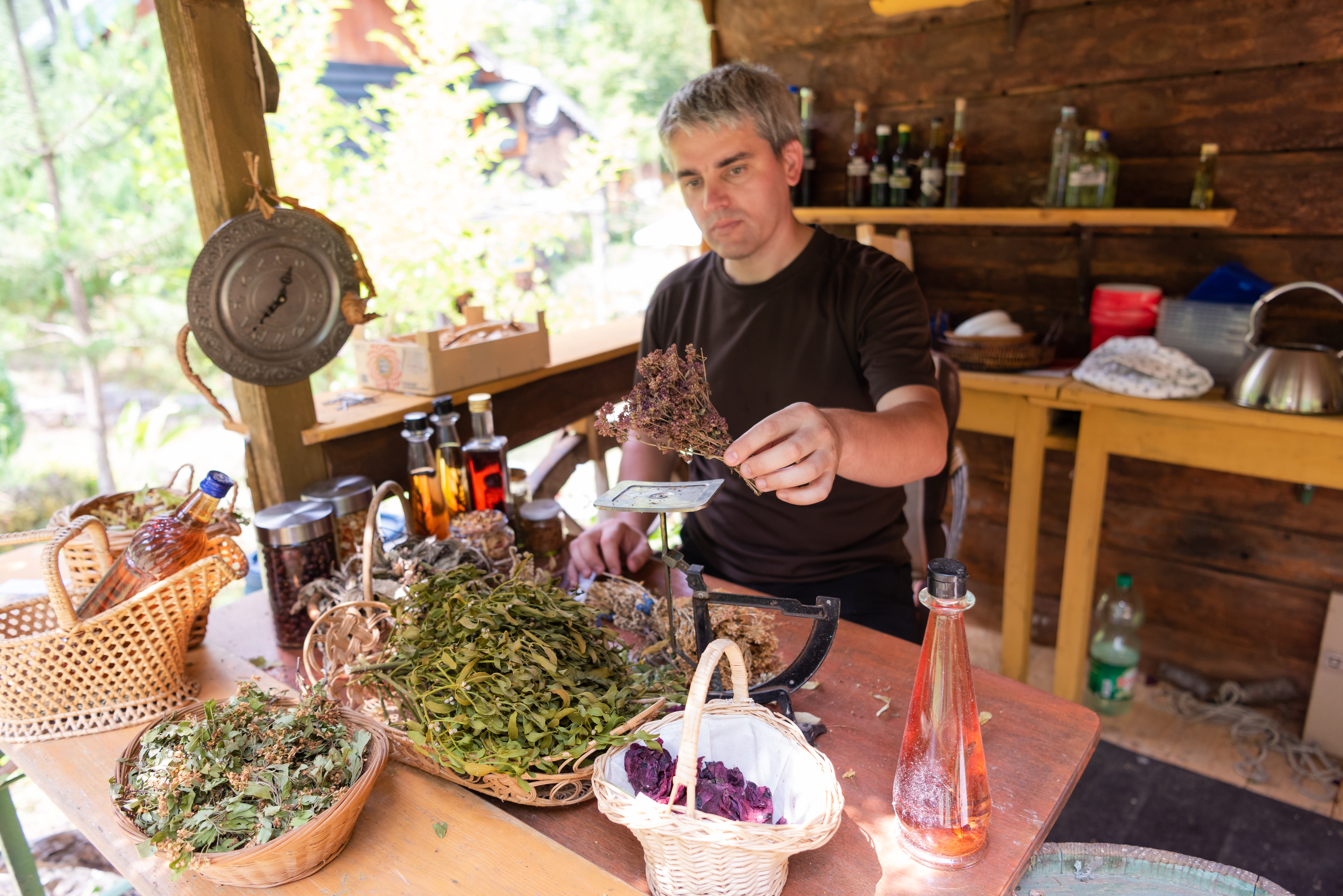 herbalist gardender  small business owner picking gathering fresh herbs for alternative medicine tea and poutting on balance