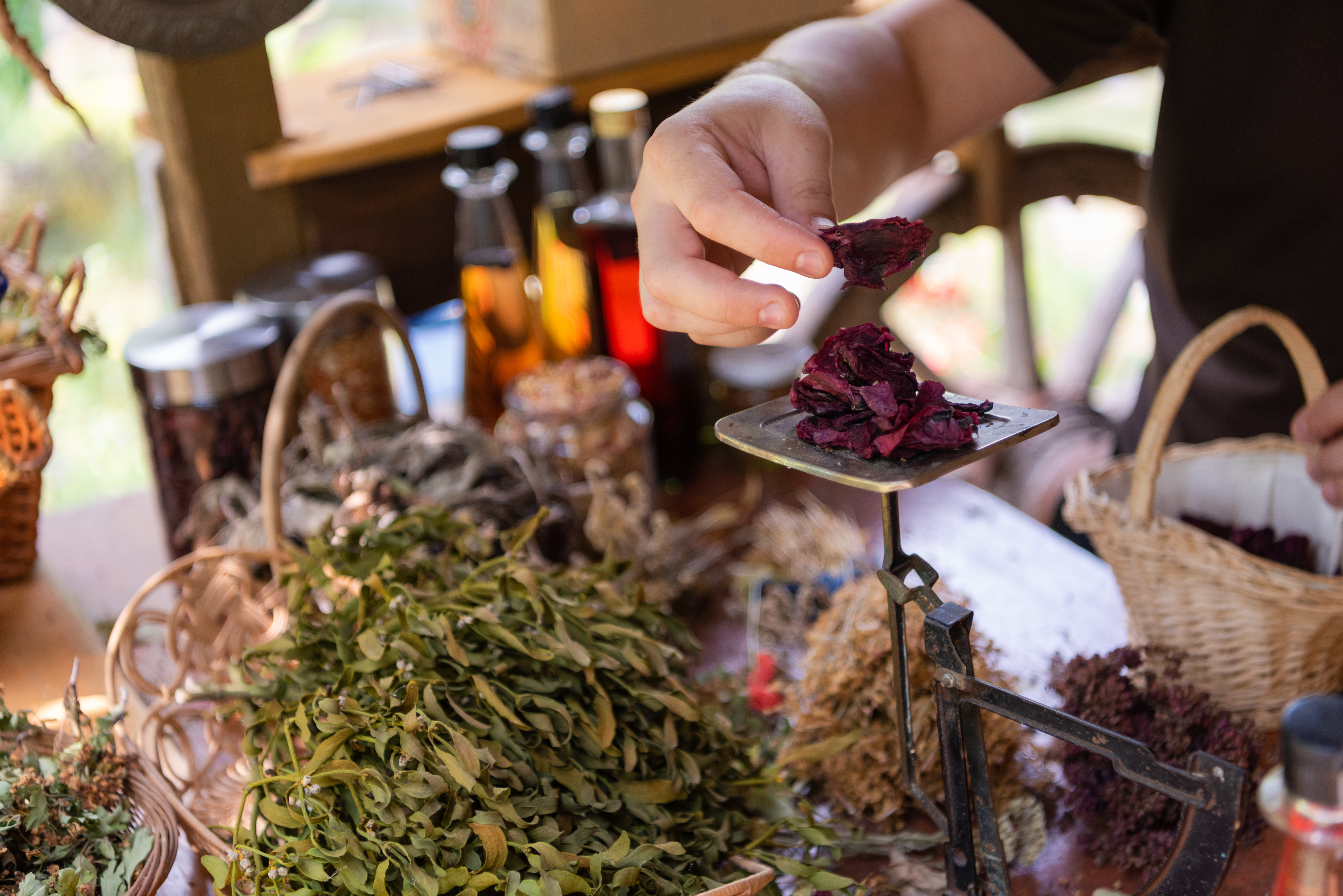herbalist gardender  small business owner picking gathering fresh herbs for alternative medicine tea and poutting on balance